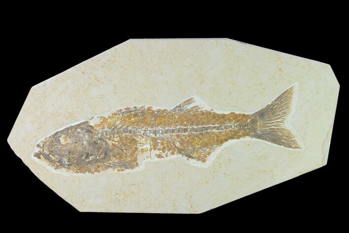 Fossil Fish (Mioplosus) - Uncommon Species - Green River #138590